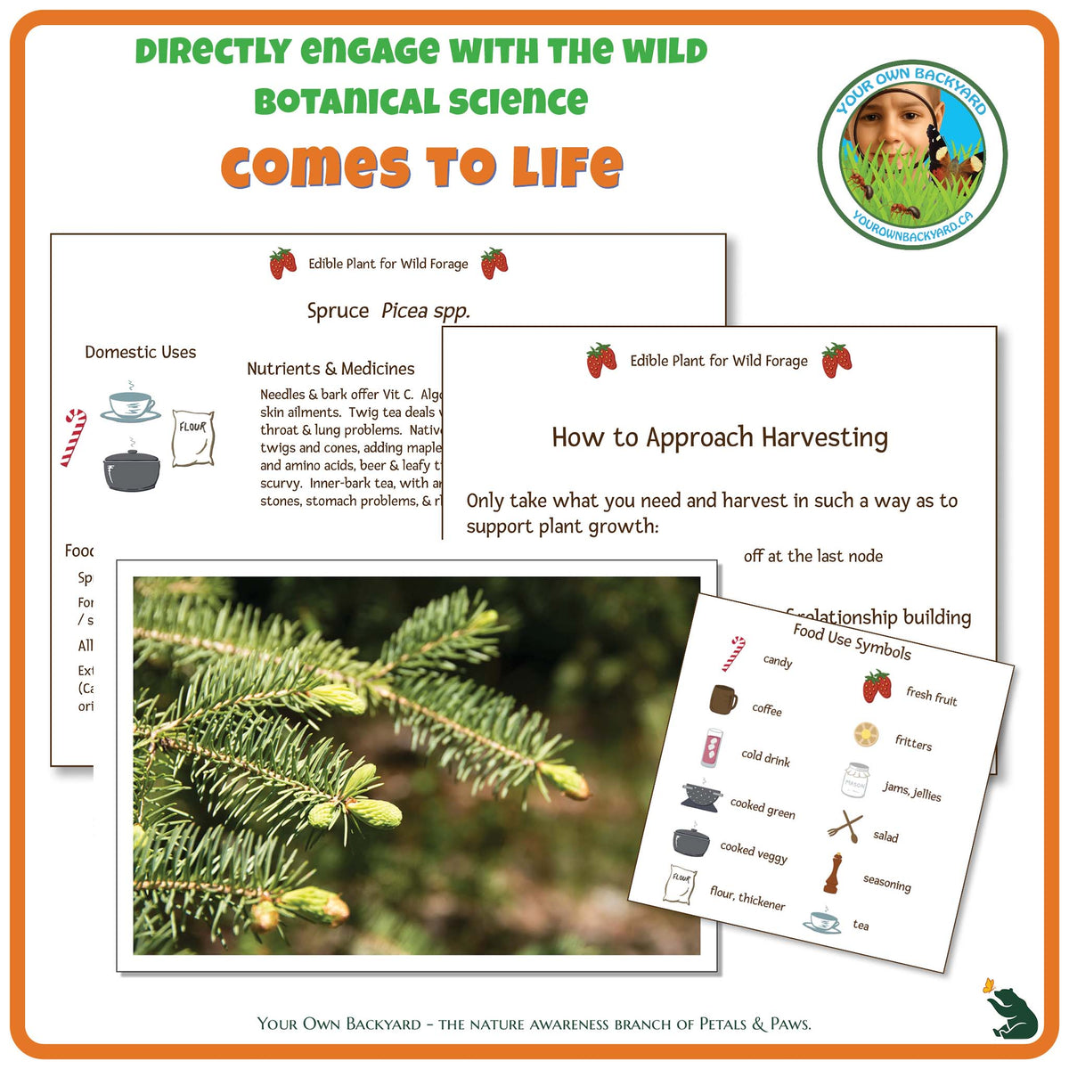 Internal pages of Spruce Wild Edibles Guide to demonstrate the educational value of this pdf download and printable product. Includes a photograph of the real plant.