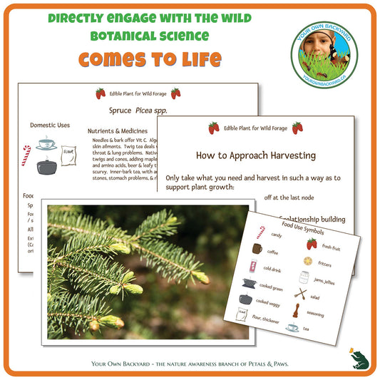 Internal pages of Spruce Wild Edibles Guide to demonstrate the educational value of this pdf download and printable product. Includes a photograph of the real plant.