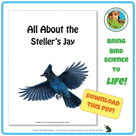 Product image for downloadable PDF, 'All About Birds - the Stellar's Jay', an elementary-level unit study product by Your Own Backyard | Petals & Paws.
