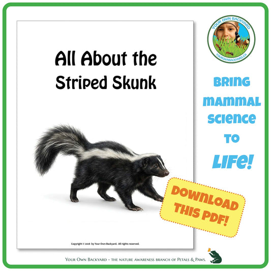 Product image for downloadable PDF, 'All About Mammals - the Striped Skunk', an elementary-level unit study product by Your Own Backyard | Petals & Paws.