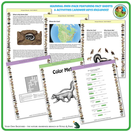 Internal pages of, 'All About Mammals - the Striped Skunk' downloadable PDF product, an elementary-level unit by Your Own Backyard | Petals & Paws. Pages include natural history fact sheets and various printable worksheets.