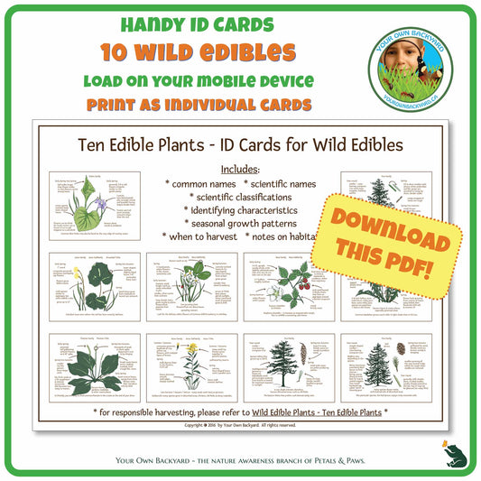 The cover image of Ten Wild Edibles ID Cards product. Image has product info above, shows the cover which presents the ten plant cards below, indicates "Download This PDF", and "Your Own Backyard - The Nature Awareness Branch of Petals & Paws" runs along the bottom.