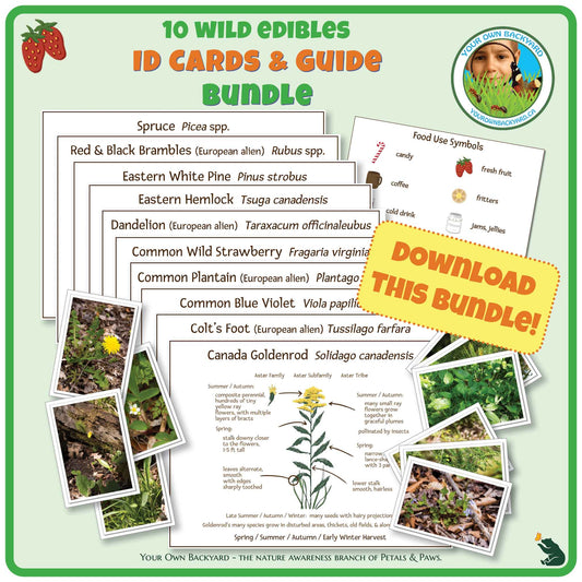 The cover image of Ten Wild Edibles ID Cards & Guide Bundle product. Image has product info above, shows the ten plant names and content in each plant guide, includes photos of each plant, and indicates "Download This PDF." "Your Own Backyard - The Nature Awareness Branch of Petals & Paws" runs along the bottom.