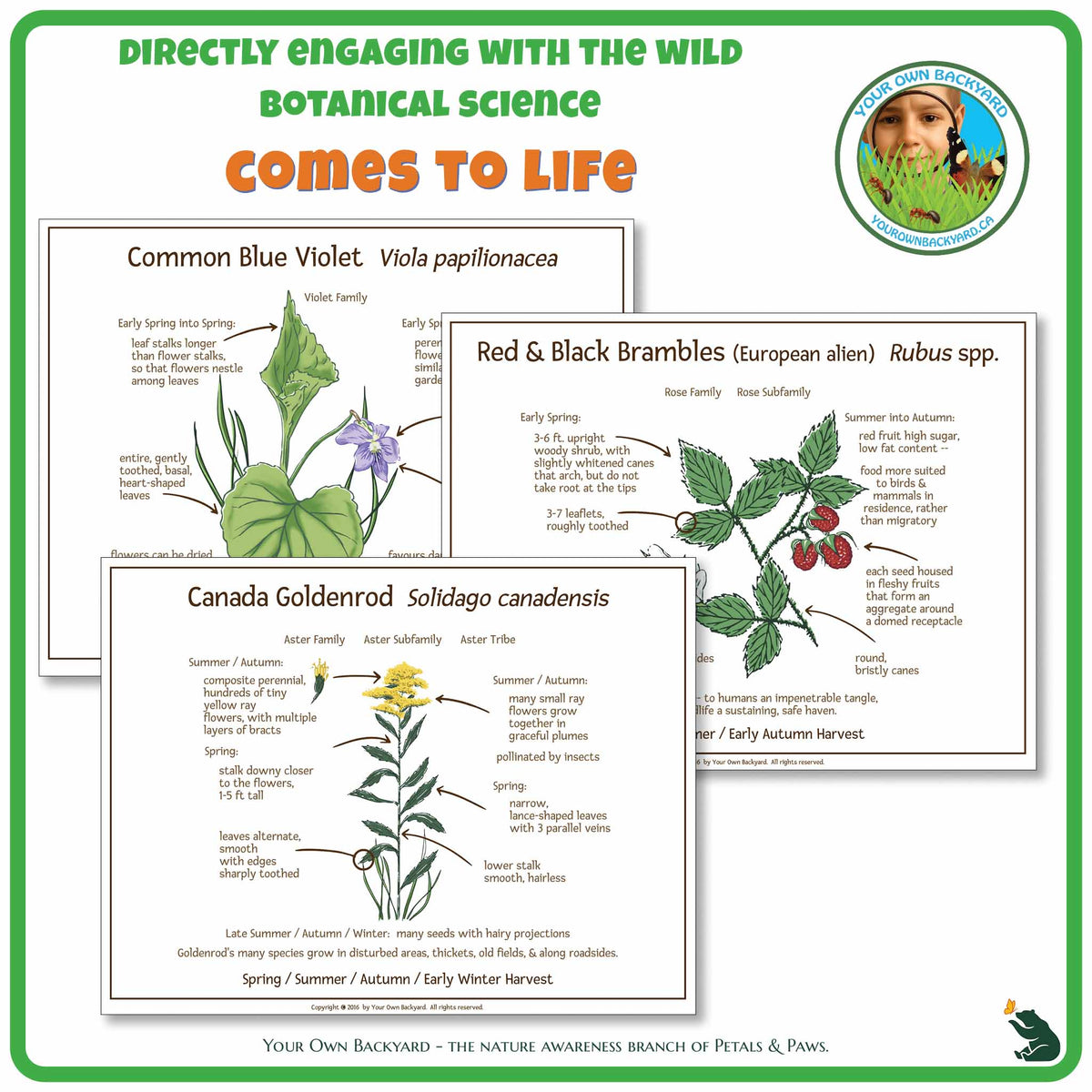 Internal pages of Ten Wild Edibles ID Cards to demonstrate the layout and educational value of each printable card. "Your Own Backyard - The Nature Awareness Branch of Petals & Paws" runs along the bottom.