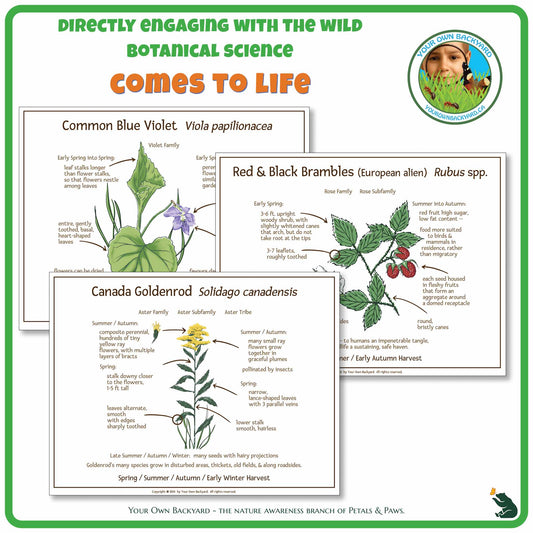 Internal pages of Ten Wild Edibles ID Cards to demonstrate the layout and educational value of each printable card. "Your Own Backyard - The Nature Awareness Branch of Petals & Paws" runs along the bottom.
