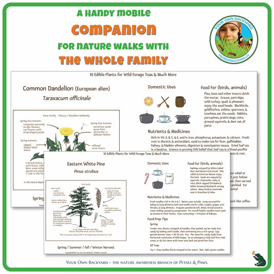 Internal pages of Ten Wild Edibles Plant Guide to demonstrate the layout and educational value of this pdf download and printable product. "Your Own Backyard - The Nature Awareness Branch of Petals & Paws" runs along the bottom.