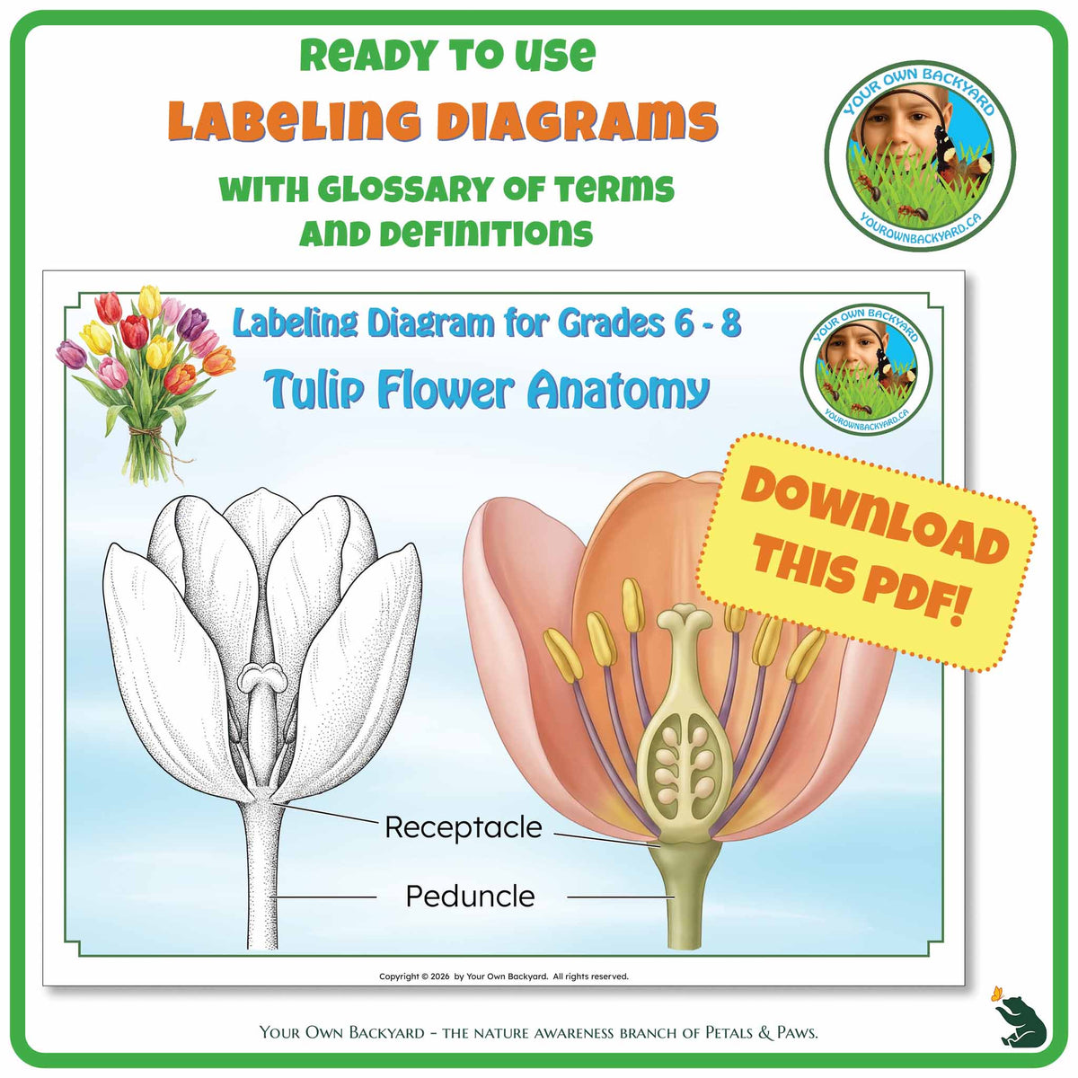 Ready-to-use details about Tulip Anatomy - Labeling Diagrams Grades 6-8 run along the top, along with Your Own Backyard logo in the right corner. Below this is the cover image for this product, featuring color and black-white tulips. "Your Own Backyard - The Nature Awareness Branch of Petals & Paws" runs along the bottom.