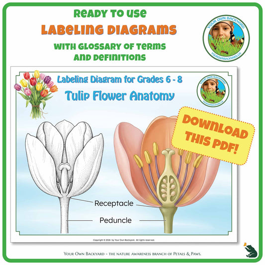 Ready-to-use details about Tulip Anatomy - Labeling Diagrams Grades 6-8 run along the top, along with Your Own Backyard logo in the right corner. Below this is the cover image for this product, featuring color and black-white tulips. "Your Own Backyard - The Nature Awareness Branch of Petals & Paws" runs along the bottom.