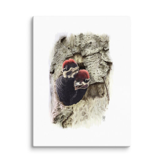 Gallery-wrapped 9x12 canvas of Two at the Door, depicting two nestling Pileated Woodpeckers crowding at their nest cavity entrance.  Illustrated by Suzanne Matheson, 2017.