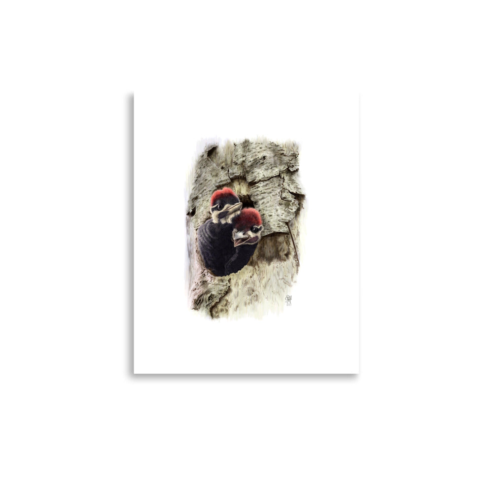 Museum-quality 11x14 print of Two at the Door, depicting two nestling Pileated Woodpeckers crowding at their nest cavity entrance.  Illustrated by Suzanne Matheson, 2017.