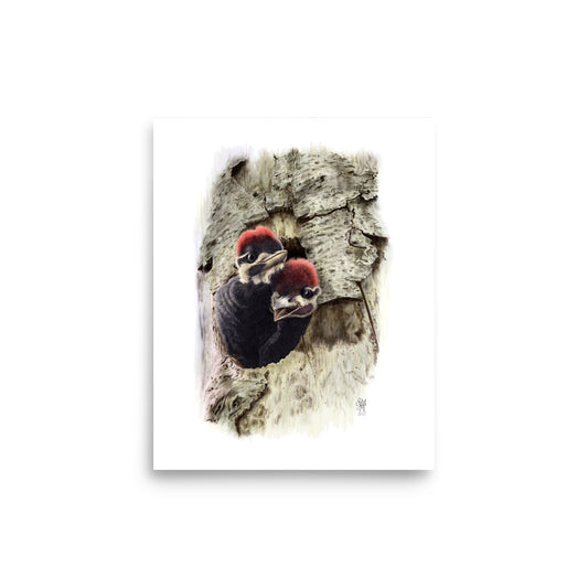 Museum-quality 8x10 print of Two at the Door, depicting two nestling Pileated Woodpeckers crowding at their nest cavity entrance.  Illustrated by Suzanne Matheson, 2017.