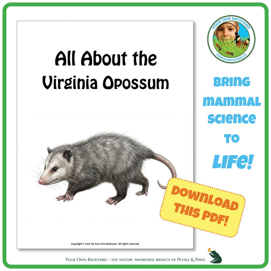 Product image for downloadable PDF, 'All About Mammals - the Virginia Opossum', an elementary-level unit study product by Your Own Backyard | Petals & Paws.