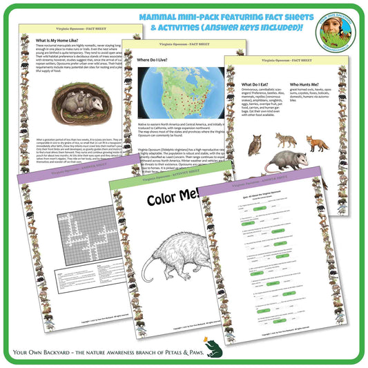 Internal pages of, 'All About Mammals - the Virginia Opossum' downloadable PDF product, an elementary-level unit by Your Own Backyard | Petals & Paws. Pages include natural history fact sheets and various printable worksheets.