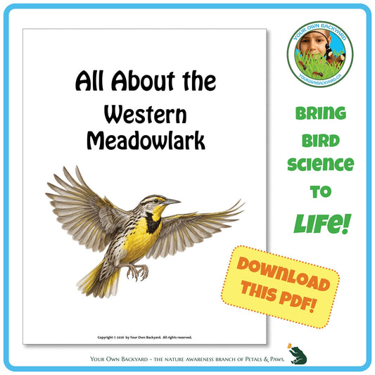 Product image for downloadable PDF, 'All About Birds - the Western Meadowlark', an elementary-level unit study product by Your Own Backyard | Petals & Paws.

