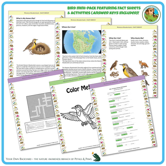 Internal pages of, 'All About Birds - the Western Meadowlark' downloadable PDF product, an elementary-level unit by Your Own Backyard | Petals & Paws. Pages include natural history fact sheets and various printable worksheets.
