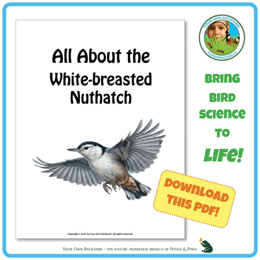 Product image for downloadable PDF, 'All About Birds - the White-breasted Nuthatch', an elementary-level unit study product by Your Own Backyard | Petals & Paws.