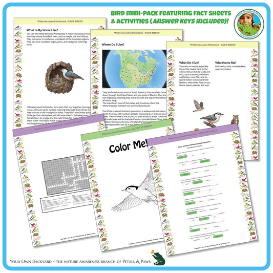 Internal pages of, 'All About Birds - the White-breasted Nuthatch' downloadable PDF product, an elementary-level unit by Your Own Backyard | Petals & Paws. Pages include natural history fact sheets and various printable worksheets.