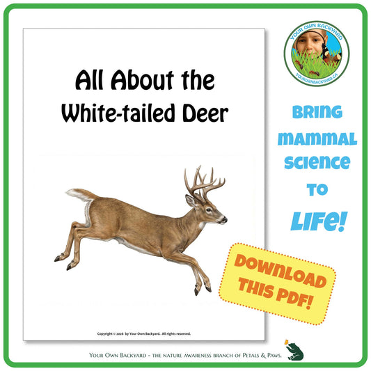 Product image for downloadable PDF, 'All About Mammals - the White-tailed Deer', an elementary-level unit study product by Your Own Backyard | Petals & Paws.