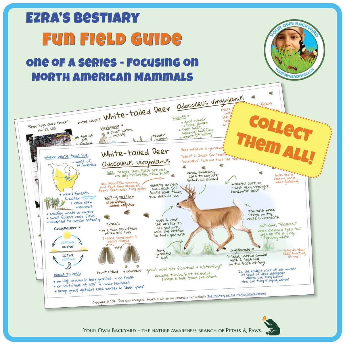 Cover for pdf download and printable White-tailed Deer Field Guide, a two-page journal-style field guide all about this mammal. Image has product info above, along with Your Own Backyard logo. The first page lays on top of the second, with first-page details clearly visible. Call-out, "Collect Them All!" and "Your Own Backyard - The Nature Awareness Branch of Petals & Paws" runs along the bottom.