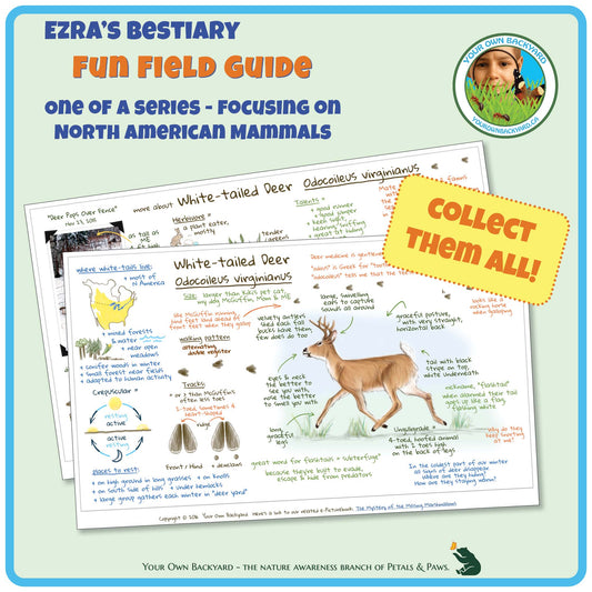 Cover for pdf download and printable White-tailed Deer Field Guide, a two-page journal-style field guide all about this mammal. Image has product info above, along with Your Own Backyard logo. The first page lays on top of the second, with first-page details clearly visible. Call-out, "Collect Them All!" and "Your Own Backyard - The Nature Awareness Branch of Petals & Paws" runs along the bottom.