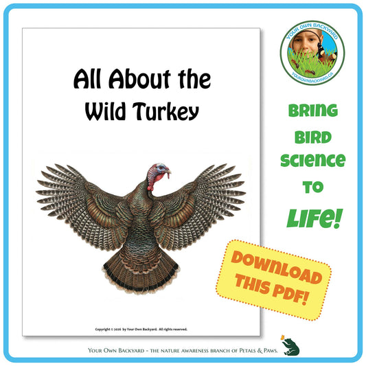Product image for downloadable PDF, 'All About Birds - the Wild Turkey', an elementary-level unit study product by Your Own Backyard | Petals & Paws.