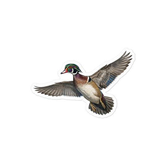 Product mockup of a realistic, illustrated Wood Duck kiss-cut sticker.